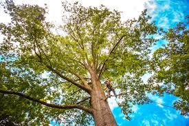 Trusted Sterling, IL Tree Services Experts