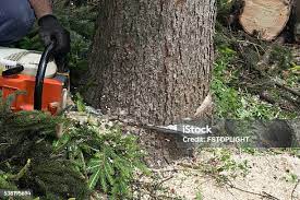 Best Arborist Consultation Services  in Sterling, IL