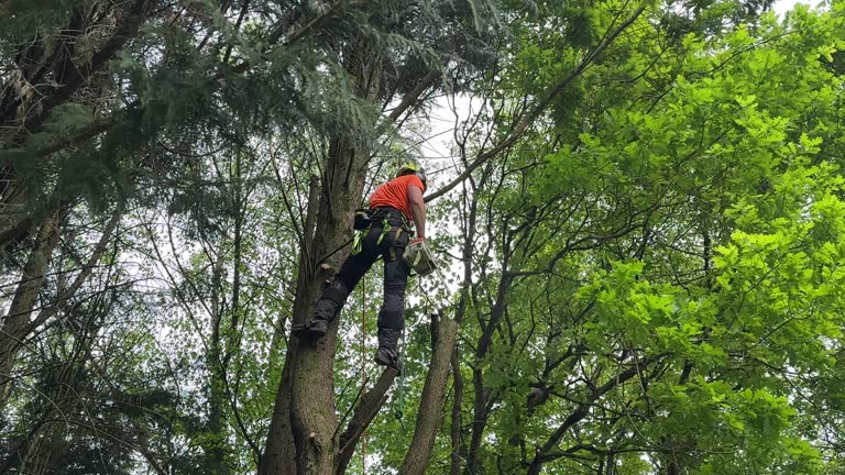 Best Root Management and Removal  in Sterling, IL