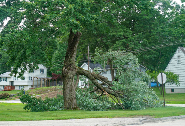 Tree and Shrub Care in Sterling, IL