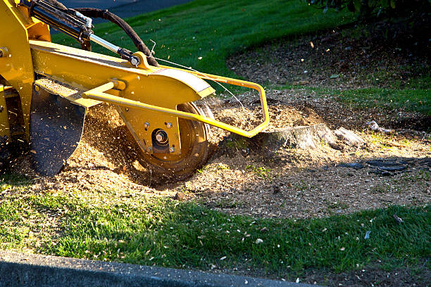 Best Tree Trimming and Pruning  in Sterling, IL